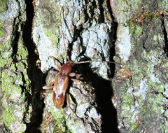 Trichoferus pallidus