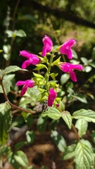 Salvia chiapensis