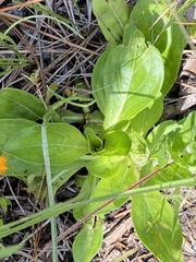 Carphephorus paniculatus