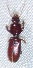 Clivina dentipes