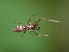 Faiditus cancellatus