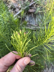 Vernonia lettermannii