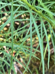 Vernonia lettermannii