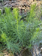 Vernonia lettermannii