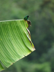 Chlorostilbon melanorhynchus