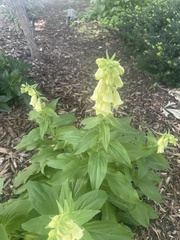 Digitalis grandiflora