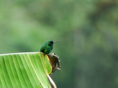 Chlorostilbon melanorhynchus