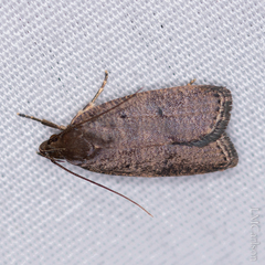 Psilocorsis cryptolechiella