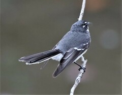 Rhipidura albiscapa alisteri