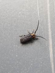 Eupogonius subarmatus