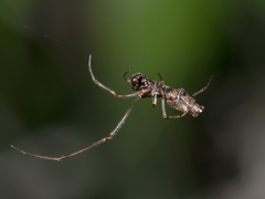 Faiditus cancellatus