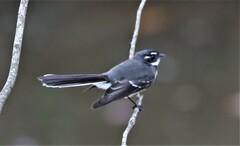 Rhipidura albiscapa alisteri