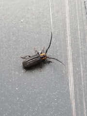 Eupogonius subarmatus