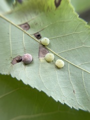 Caryomyia glauciglobus