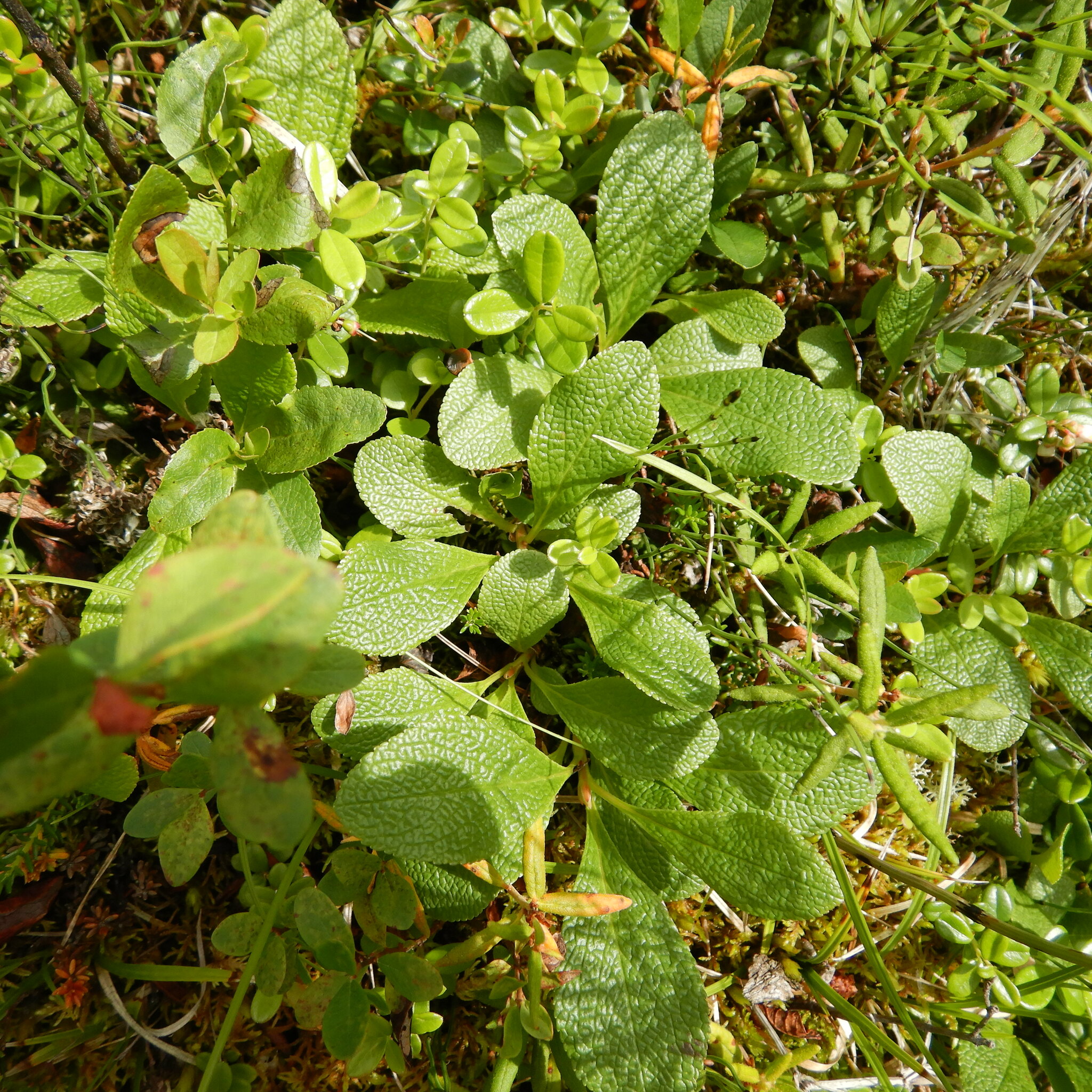 Arctous Ruber Arctous rubra (Rehder & E.H.Wilson) Nakai