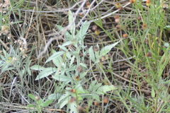 Ambrosia grayi