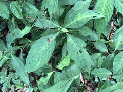 Stenostephanus