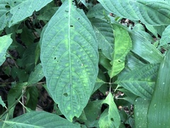 Stenostephanus