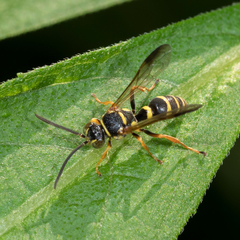 Psammaletes mexicanus
