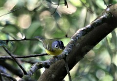 Phylloscopus poliogenys