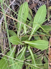 Carphephorus paniculatus