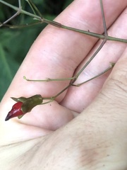 Stenostephanus