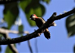 Dryobates cathpharius