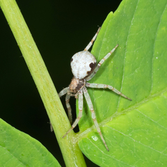 Philodromus marxi