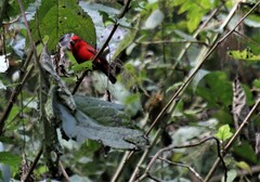 Carpodacus sipahi