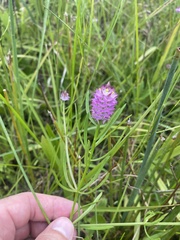 Polygala cruciata