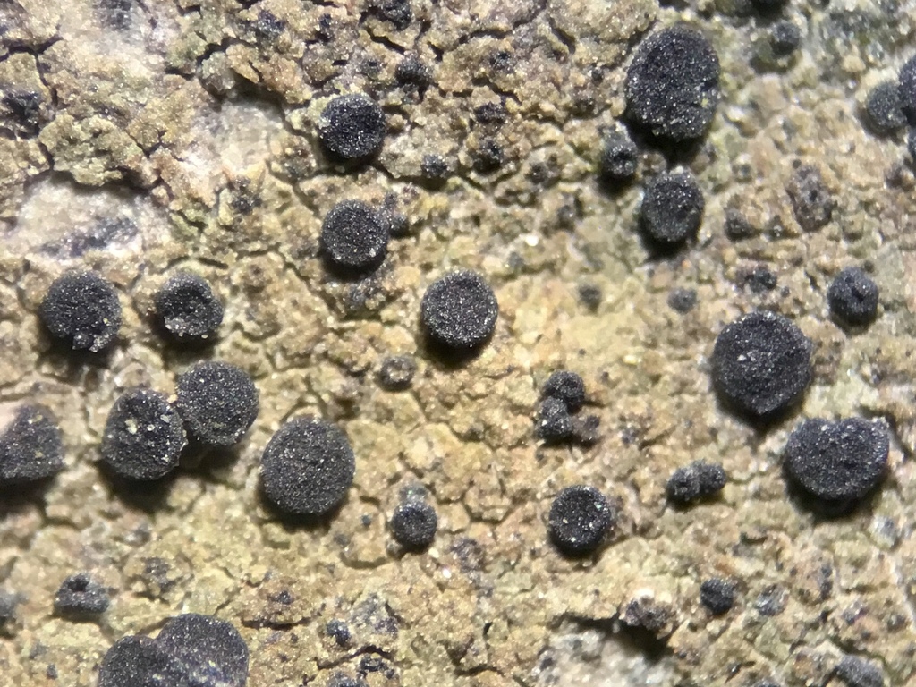 Fellhanera silicis