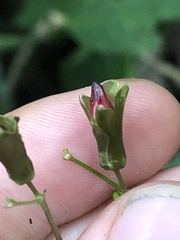 Stenostephanus