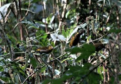 Carpodacus sipahi