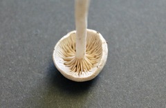 Entoloma sericellum
