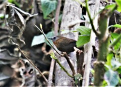 Spelaeornis caudatus