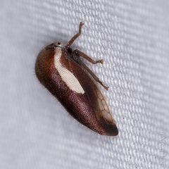 Ophiderma flavicephala