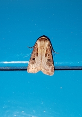 Agrotis vancouverensis