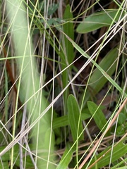 Carphephorus paniculatus