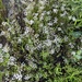 Ptilimnium nodosum - Photo (c) tallpaultheforester, algunos derechos reservados (CC BY-NC), subido por tallpaultheforester