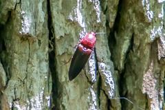 Parallelostethus attenuatus