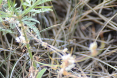 Ambrosia grayi