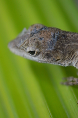 Anolis schiedii