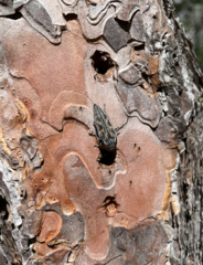 Buprestis laeviventris