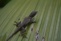 Anolis schiedii