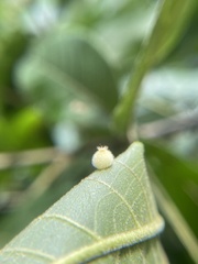 Caryomyia hirtidolium