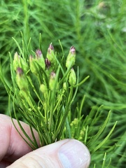 Vernonia lettermannii