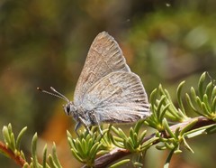Satyrium tetra