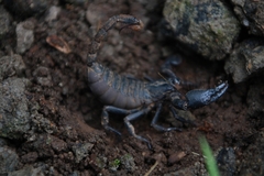 Deccanometrus bengalensis