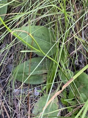 Helianthus heterophyllus