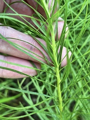 Vernonia lettermannii
